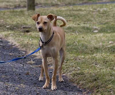 RE: Miniature Pincher / Chihuahua Mix