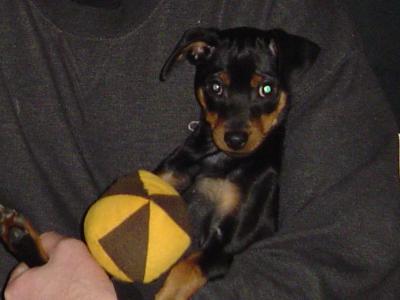 RE: Miniature Pincher / Chihuahua Mix