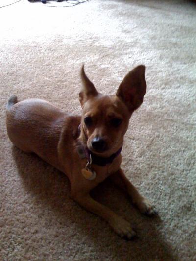 RE: Miniature Pincher / Chihuahua Mix