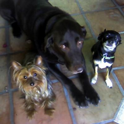 RE: Homemade Dog Food Recipes