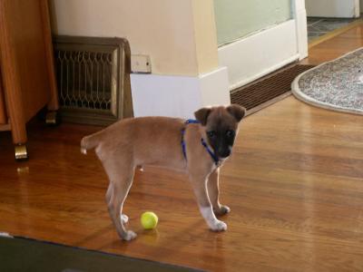 RE: Miniature Pincher / Chihuahua Mix