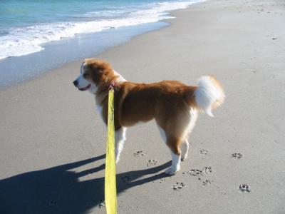 RE: Gordi (Bernese Mountain Dog/Great Pyrenees)