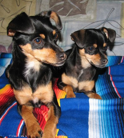 RE: Miniature Pincher / Chihuahua Mix