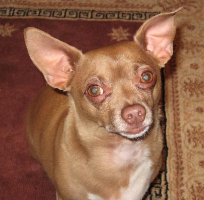 RE: Miniature Pincher / Chihuahua Mix