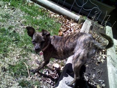 RE: Miniature Pincher / Chihuahua Mix