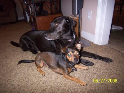 RE: Miniature Pincher / Chihuahua Mix