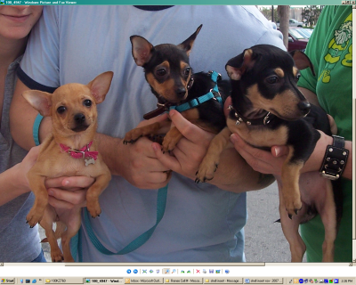 RE: Miniature Pincher / Chihuahua Mix