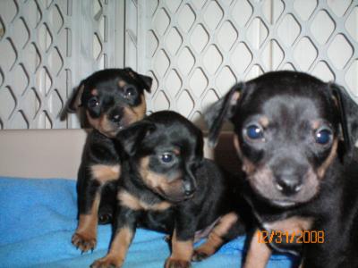 RE: Miniature Pincher / Chihuahua Mix