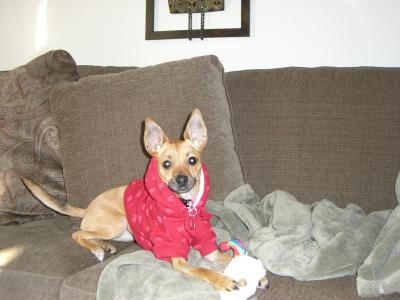 RE: Miniature Pincher / Chihuahua Mix