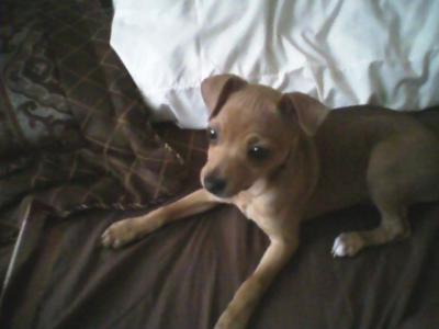 RE: Miniature Pincher / Chihuahua Mix