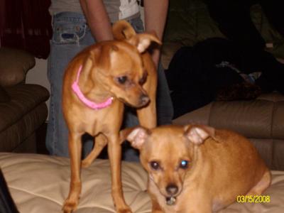 RE: Miniature Pincher / Chihuahua Mix