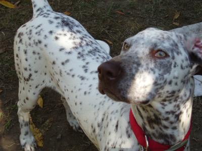 Shorthaired Springer Spaniel German Shorthair Pointer Breed Information and Photos 