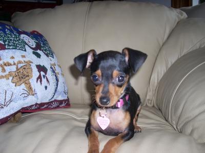 RE: Miniature Pincher / Chihuahua Mix