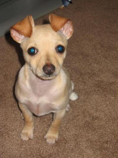RE: Miniature Pincher / Chihuahua Mix