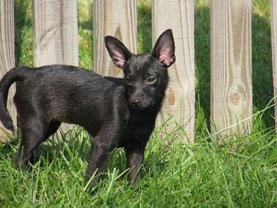 RE: Miniature Pincher / Chihuahua Mix