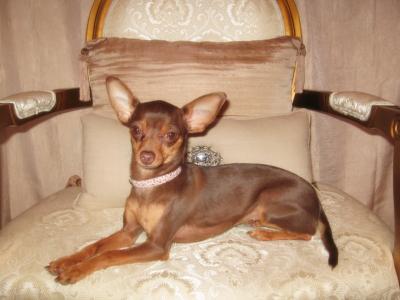 RE: Miniature Pincher / Chihuahua Mix
