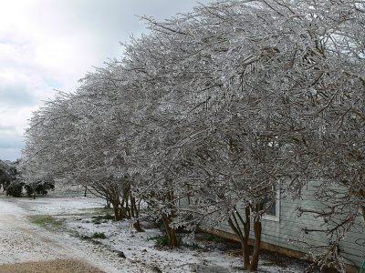 RE: Pruning a Crepe Myrtle Tree