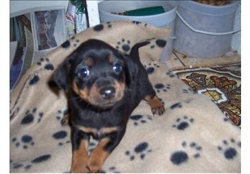 RE: Miniature Pincher / Chihuahua Mix