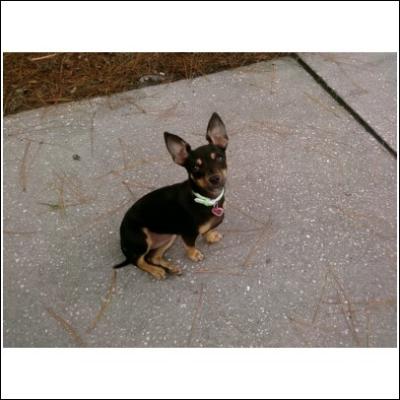 RE: Miniature Pincher / Chihuahua Mix