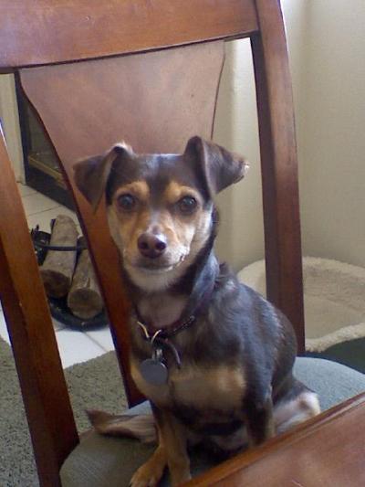 RE: Miniature Pincher / Chihuahua Mix