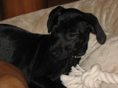 RE: Miniature Pincher / Chihuahua Mix