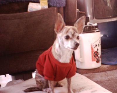 RE: Homemade Dog Food Recipes