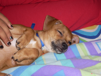 RE: Miniature Pincher / Chihuahua Mix