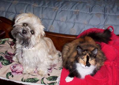 RE: Homemade Dog Food Recipes