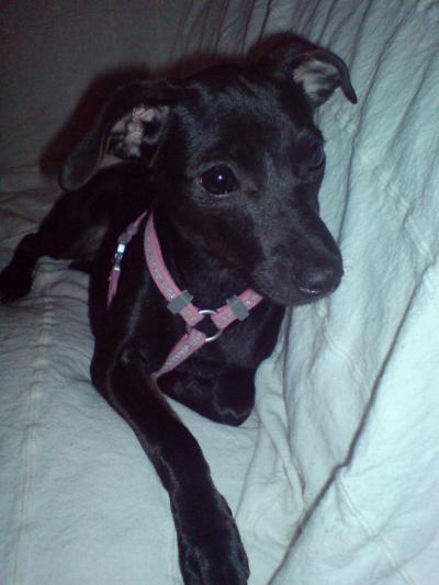 RE: Miniature Pincher / Chihuahua Mix