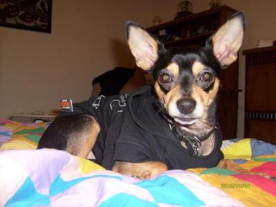 RE: Miniature Pincher / Chihuahua Mix
