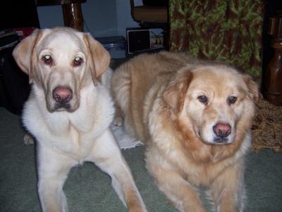 RE: Homemade Dog Food Recipes