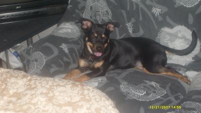 RE: Miniature Pincher / Chihuahua Mix