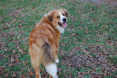 RE: Gordi (Bernese Mountain Dog/Great Pyrenees)