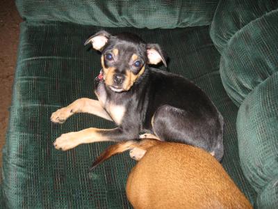 RE: Miniature Pincher / Chihuahua Mix