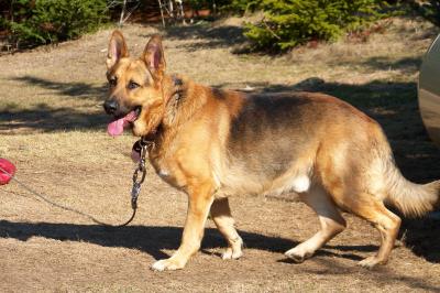 RE: Tree Sap on a Dog