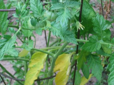 RE: Tomato Plants with Yellow Leaves