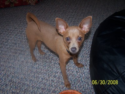 RE: Miniature Pincher / Chihuahua Mix