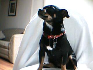 RE: Miniature Pincher / Chihuahua Mix