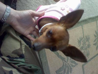 RE: Miniature Pincher / Chihuahua Mix