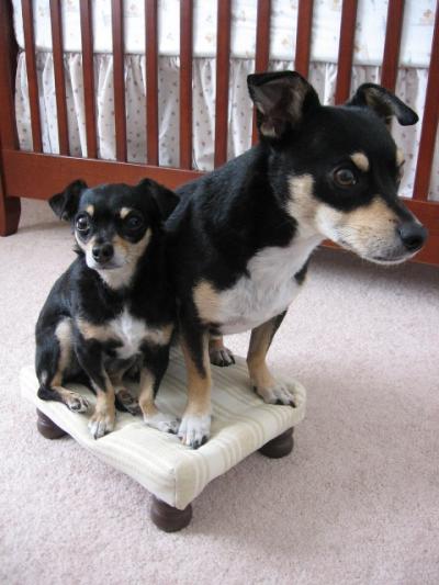 RE: Miniature Pincher / Chihuahua Mix