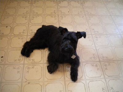 RE: Teshamay (Schnauzer)