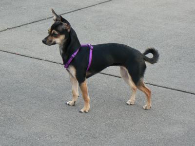 RE: Miniature Pincher / Chihuahua Mix