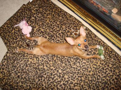 RE: Miniature Pincher / Chihuahua Mix