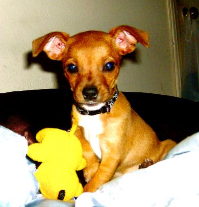 RE: Miniature Pincher / Chihuahua Mix