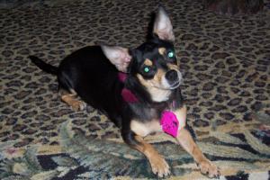 RE: Miniature Pincher / Chihuahua Mix