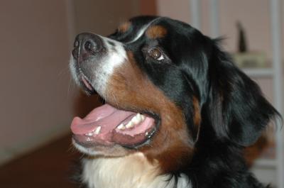 RE: Gordi (Bernese Mountain Dog/Great Pyrenees)