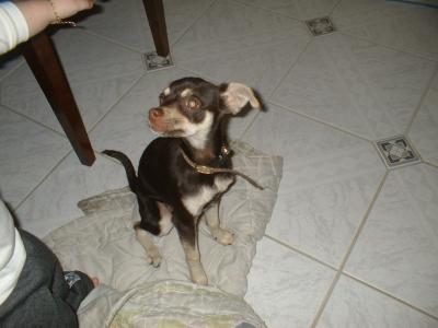 RE: Miniature Pincher / Chihuahua Mix