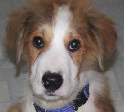 RE: Gordi (Bernese Mountain Dog/Great Pyrenees)