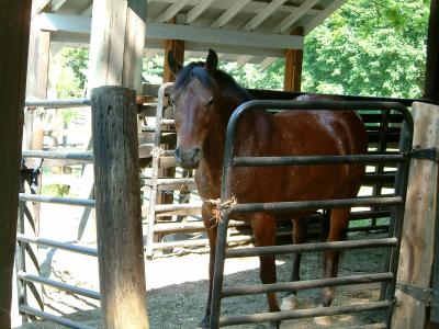 RE: Remedy for Flies and Gnats on Horses