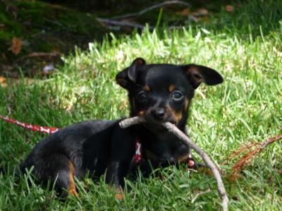 RE: Miniature Pincher / Chihuahua Mix